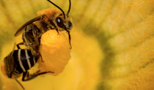 Abeja de las calabazas. Foto: Ricardo Arredondo T. /iNaturalistMx